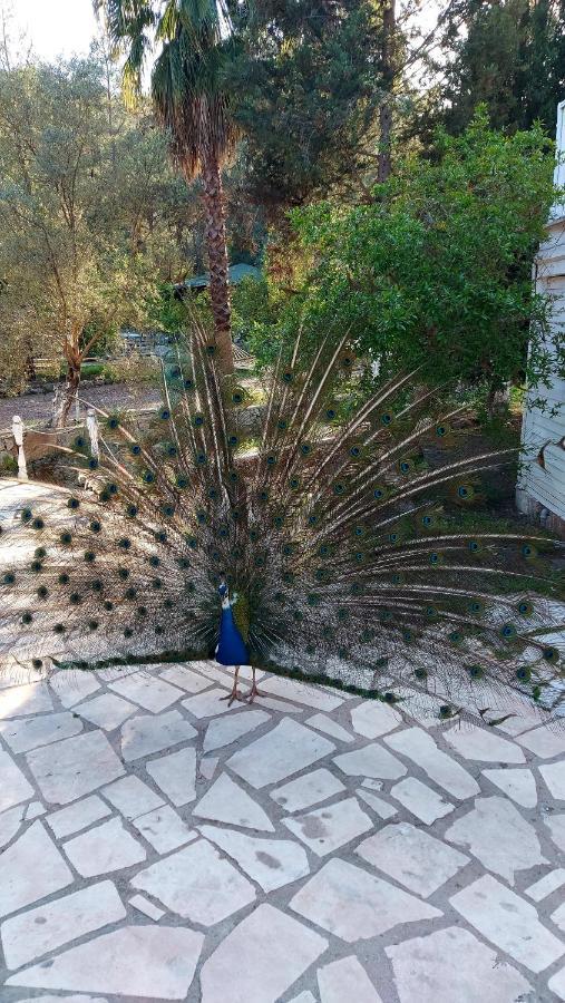 Hôtel Angels Garden à Kumluca Extérieur photo